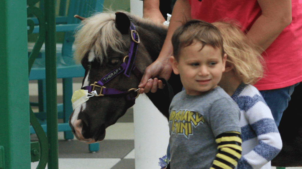 The Difference between Animal Assisted Therapy and Activities