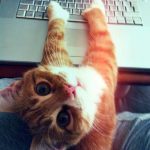 cats with computer