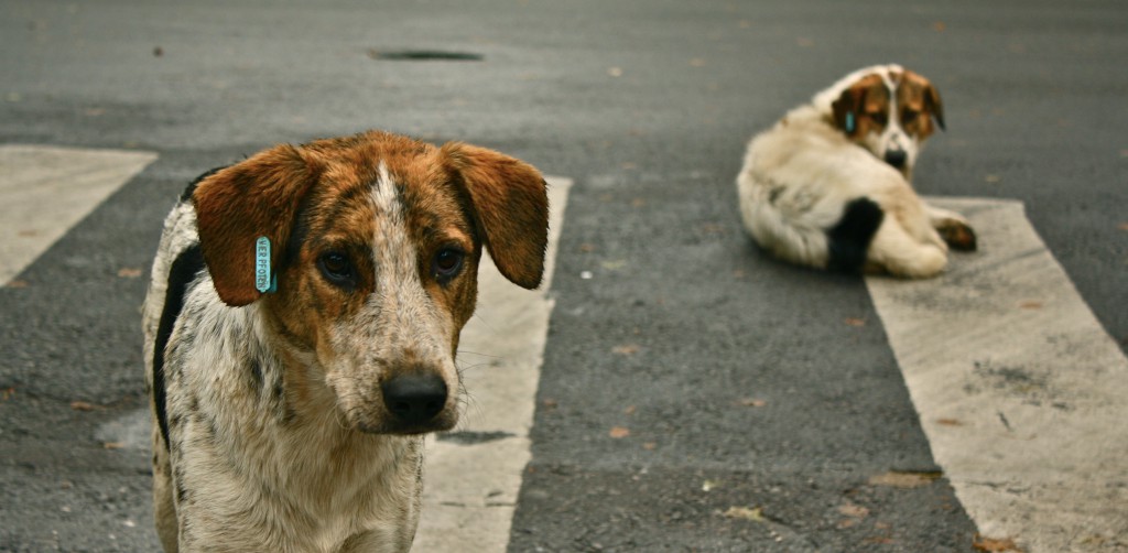 adopt on national mutt day