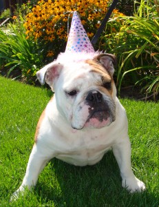 Party hats are a great way for humans and dogs alike to celebrate.