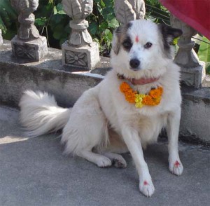 Dog_worship_in_Hinduism