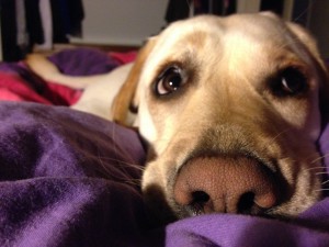 Allee,_my_assistance_dog.