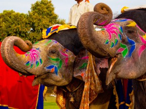 Picture: An annual event held in Jaipur, the capital city of Rjasthan honors elephants and the significant place they hold in Indian society.