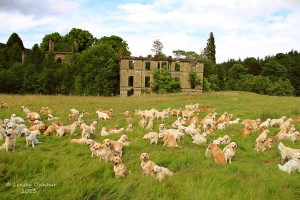 This event, started by the Golden Retriever Club of Scotland, seems to be a perfect snapshot of heaven.