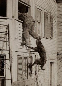 a-police-dog-bites-the-ankle-of-man-during-a-training-session-march-1919