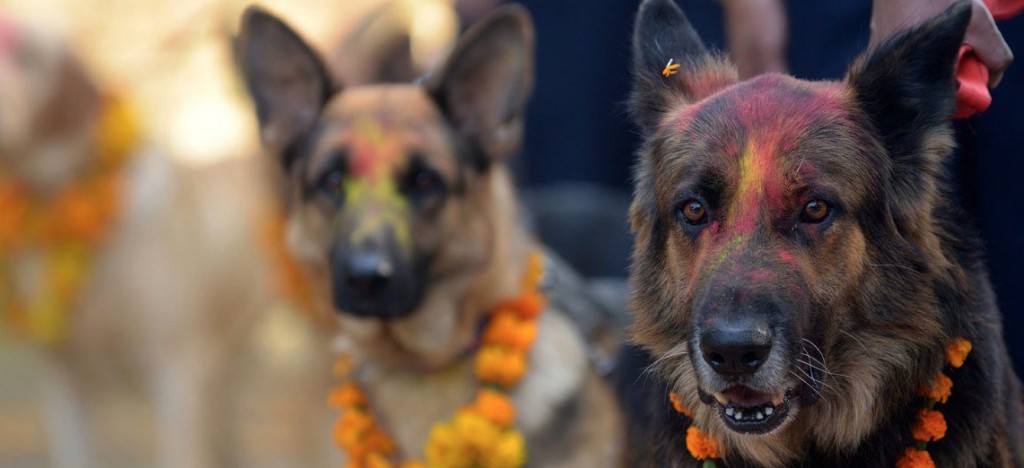 1fur1 pet friendly events