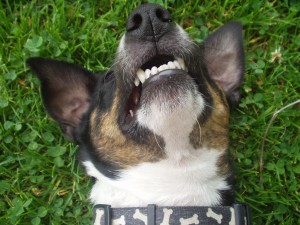 Bottom_teeth