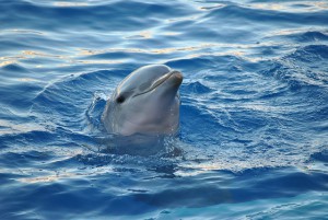 dolphin-893755_640