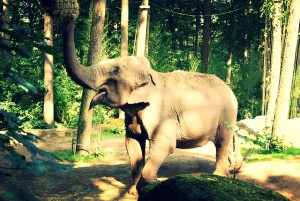 elephant-404873_640