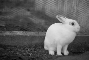 rabbit