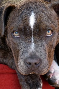 pitbull-109885_640