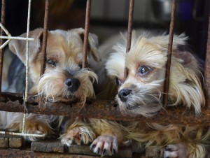 adopt a mutt day