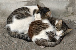 street cats and AAA grant