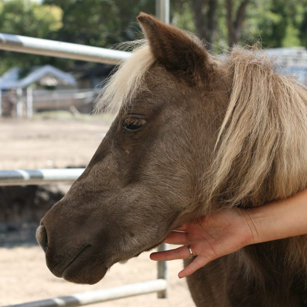 therapy pony profile - tori