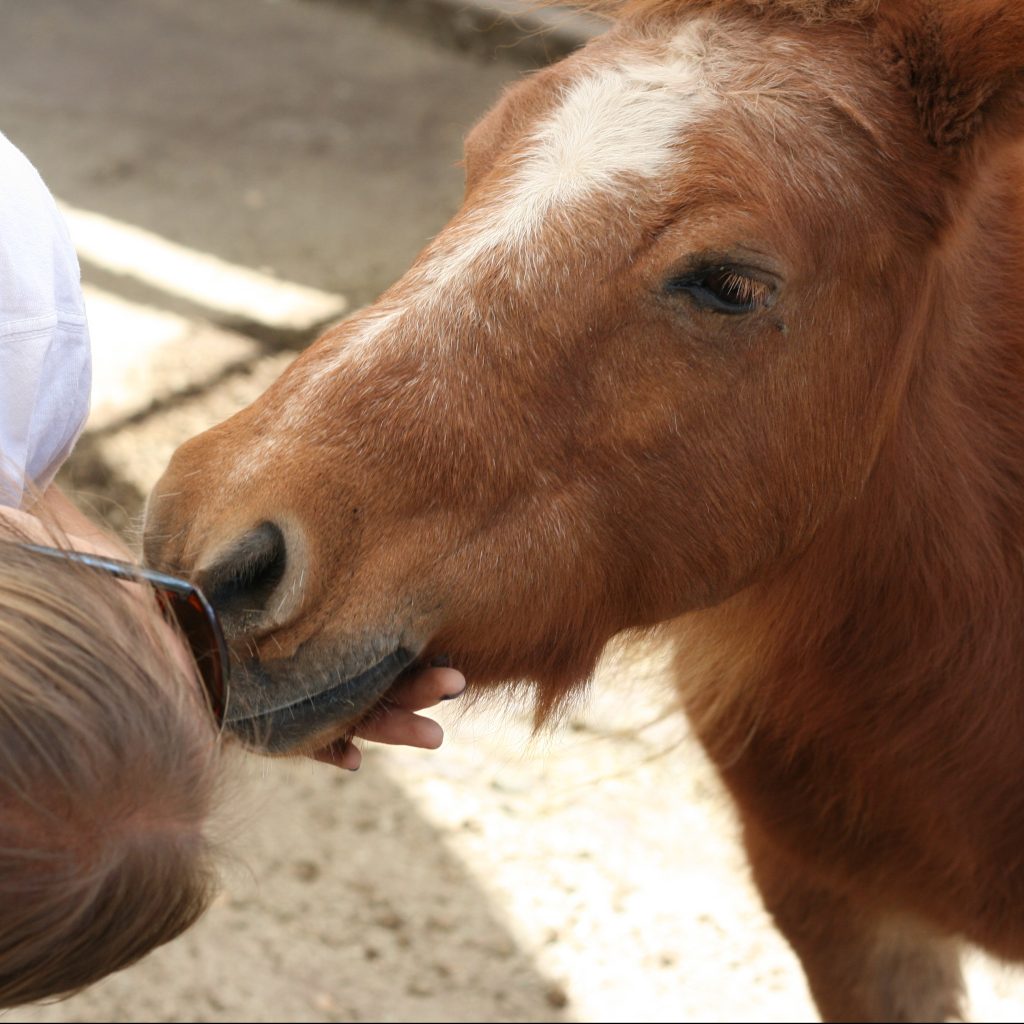 Chips, A Life Changing Mini Horse