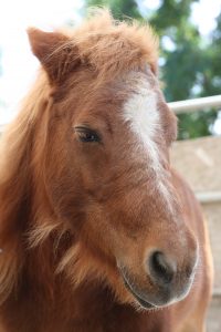 Chips, A Life Changing Mini Horse