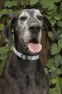 1fur1 Dogobituary