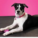 1fur1 news ehero image